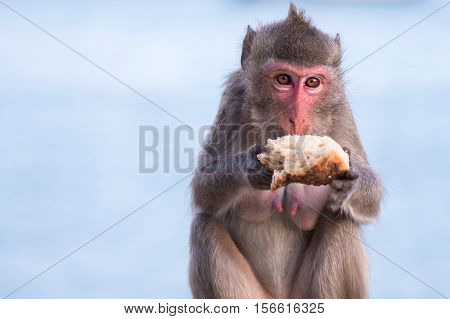 Wildlife monkey eating a bread feed by people