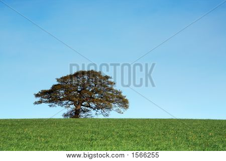 Lone Oak giovani