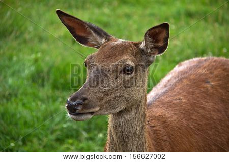 Wild animals / roe deer grazing in a meadow