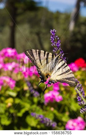 Scarce Swallowtail Iphiclides podalirius butterfly also called Sail or Pear-tree, on Lavander flowers