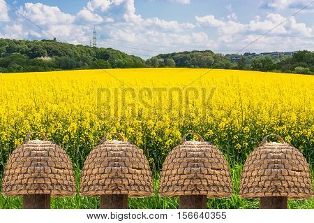 Five old beehives of straw in front of a blooming rape field with beautiful blue sky in the background.