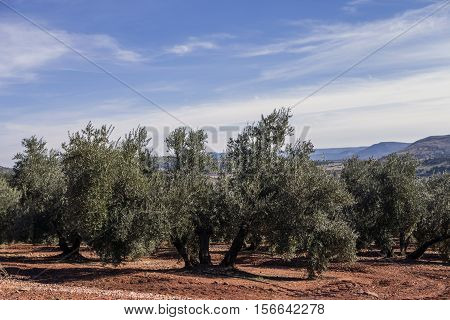 Olive tree from the picual variety near Jaen Spain