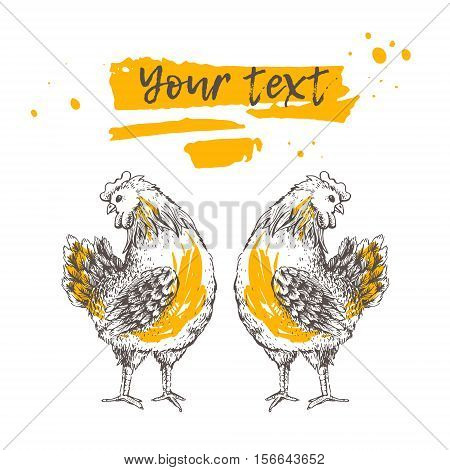 Vintage design with two hens. Hand drawn symmetrical cute girl roosters on white background. Illustration of vector for your design. There are place for text on orange ribbon. Handmade illustration.