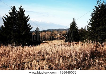 Idyllic mountain platform field with pine trees.