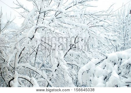 The branches with snow in the winter day