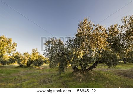 Olive tree from the picual variety near Jaen Spain