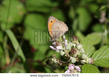 Butterfly / The butterfly sits on a plant