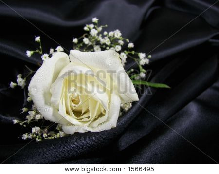 Rosa branca em cetim preto
