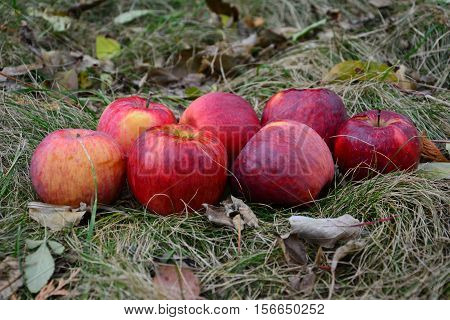 Apples on the grass. At the end of autumn.