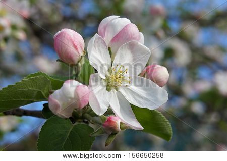 Spring flowers. Flowers of apple in the middle of spring. Picture of the spring garden.