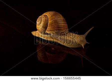 Snails / Snails crawling slowly on the table