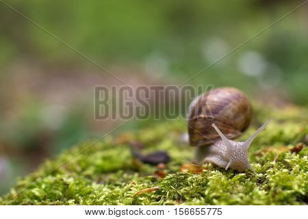 Snails / Snails crawling slowly through the plant