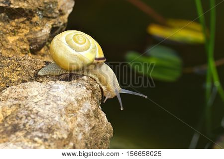 Snails / Snails crawling slowly through the plant