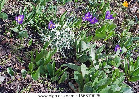 Flowerbed With Crocus