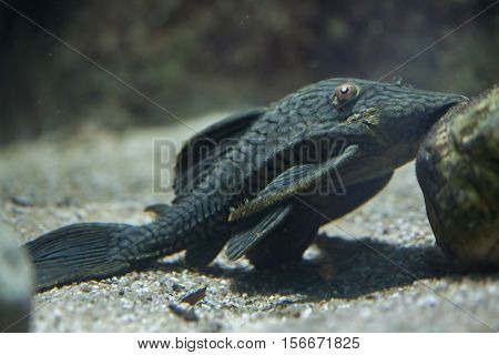 Royal panaque (Panaque nigrolineatus), also known as the royal pleco. 