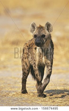 Spotted Hyena (Crocuta Cocuta) standing on savannah