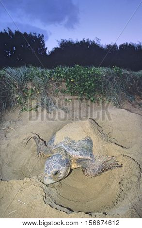 Leatherback Turtle nesting on beach