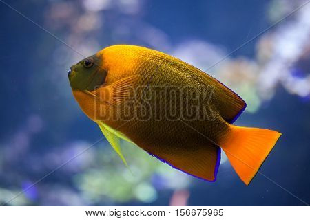 Clarion angelfish (Holacanthus clarionensis). Marine fish.