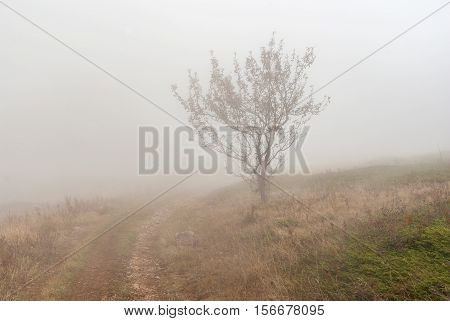 Autumnal landscape with earth road lonely tree and fog on Babuhan Yaila natural reserve in Crimean peninsula
