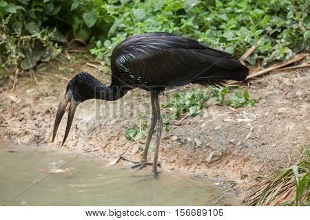 African openbill (Anastomus lamelligerus). Wildlife animal. 