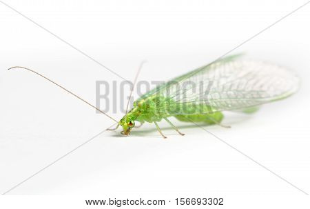 Insect. Chrysopidae green lacewing on white background