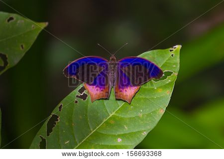 Butterfly, Royal Assyrian (terinos Terpander)