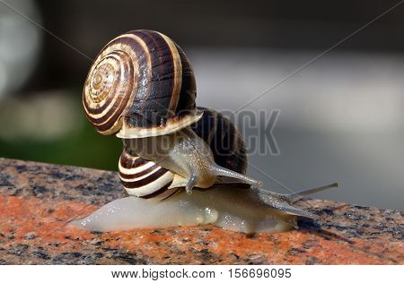 Snails / Snails crawling slowly through the plant