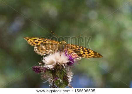 Butterfly / The butterfly sits on a plant