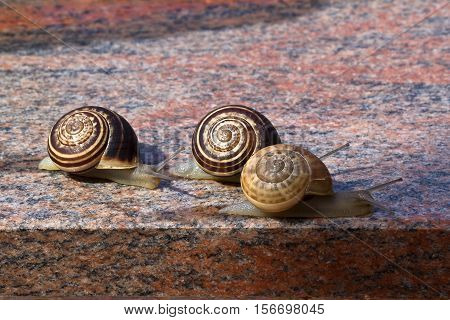 Snails / Snails crawling slowly through the plant