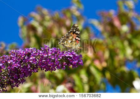 Butterfly / The butterfly sits on a plant