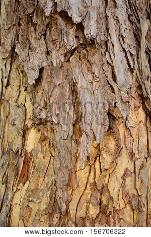 Wood, Bark, Nature, Tree, Brown, Forest, plant