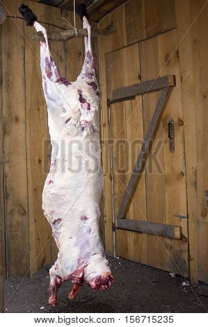 The carcass of a sheep on a background of boards