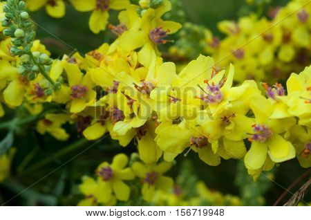 bunch of yellow flowers closeup drug Mullen ordinary family figwort