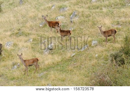 Red deer (cervus elaphus) in New Zealand