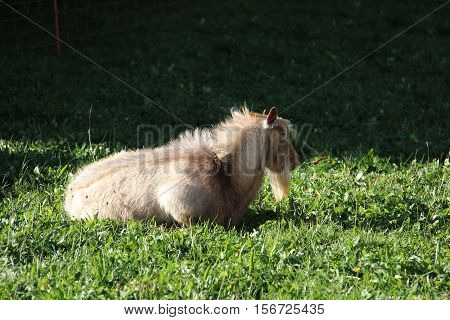 Pets / Sheep and goats graze in a pasture