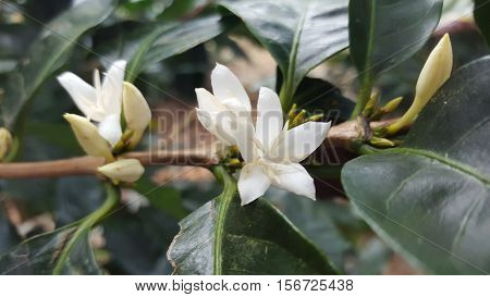 una excelente toma de una flor de café