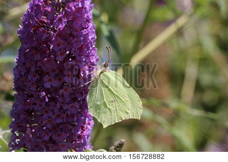 Butterfly / The butterfly sits on a plant