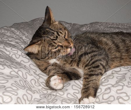 Cat resting cat on a sofa in blur background cute funny cat close up domestic cat relaxing cat cat resting cat playing at home elegant cat
