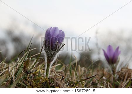 Purple pasque flowers in springtime / Hairy fuzzy pasque-flowers in soft purple pastel colors in springtime