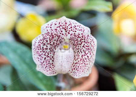 White Paphiopedilum Orchid.