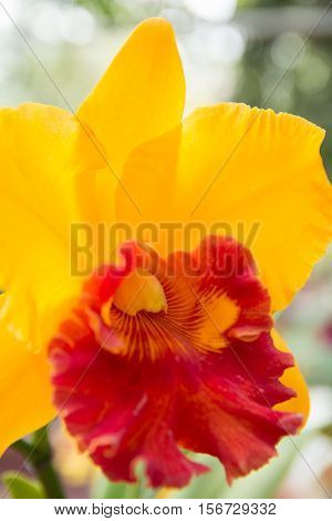 Yellow Cattleya Orchid.