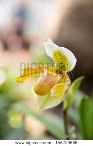 Yellow Paphiopedilum Orchid.