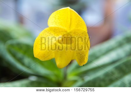Yellow Paphiopedilum Orchid.