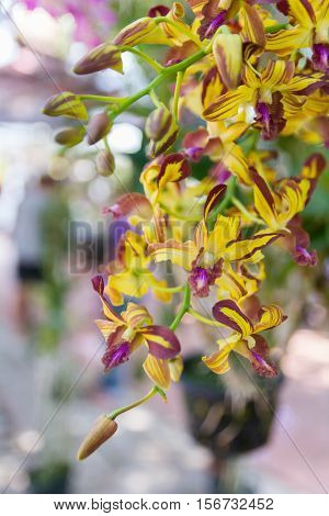 Yellow Dendrobium Memoria Loo Sing Chew Orchid.