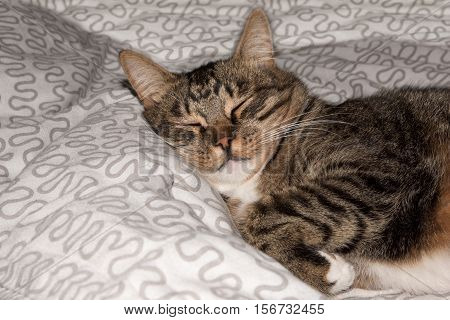 Cat resting cat on a sofa in blur background cute funny cat close up domestic cat relaxing cat cat resting cat playing at home elegant cat