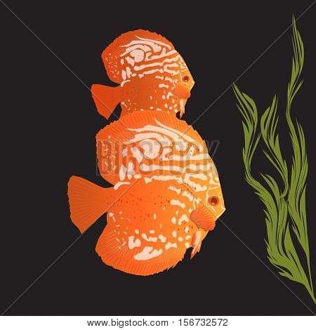 Aquarius Fish - Discus