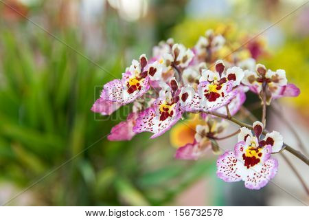Tolumnia Culture Orchid