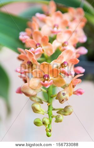 Orange Rhynchostylis Gigantea Orchid