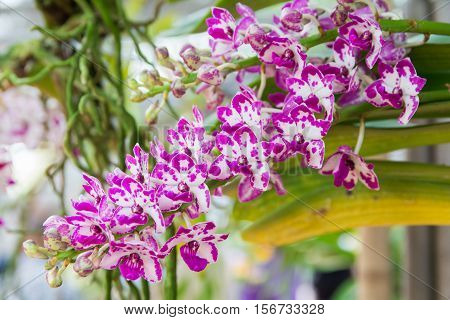 Rhynchostylis Gigantea Orchid