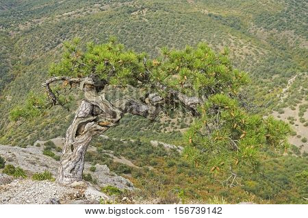 Relict pine on a mountainside. Crimea, September.